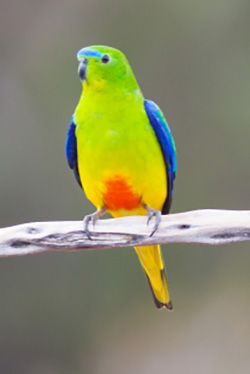 Orange-bellied Parrot