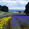 Purple & yellow flowers