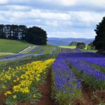 Yellow and purple flowers