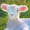 Painting of a lamb